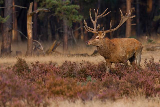 34 Hoge Veluwe, edelhert.jpg